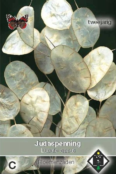 Einjhrige Silberblatt (Lunaria) 75 Samen HE